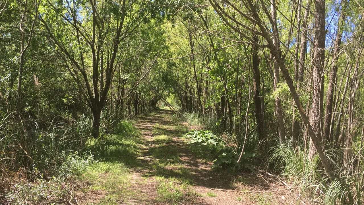 Sendero de tierra entre el monte virgen del predio de Puerto Escondido